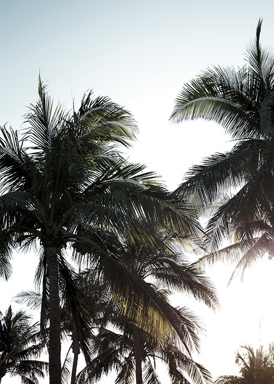Palms & Sunlight Poster / Tropisch bij Desenio AB (10961)