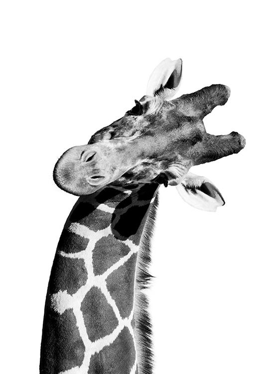 Goofy Giraffe Poster Giraf Met Tong Desenio Be