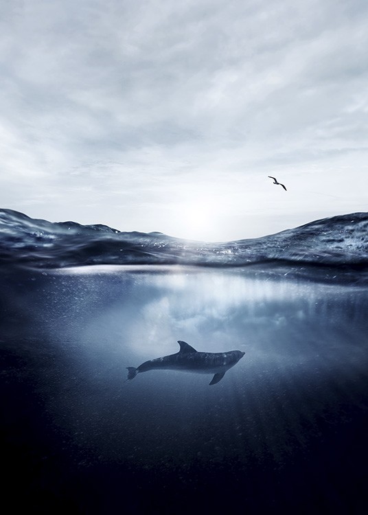 Dolphin Underwater Poster / Natuurmotieven bij Desenio AB (11049)