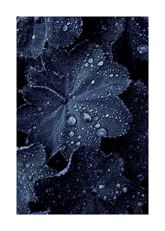 Raindrops on Blue Leaves Affiche / Photographie chez Desenio AB (11052)