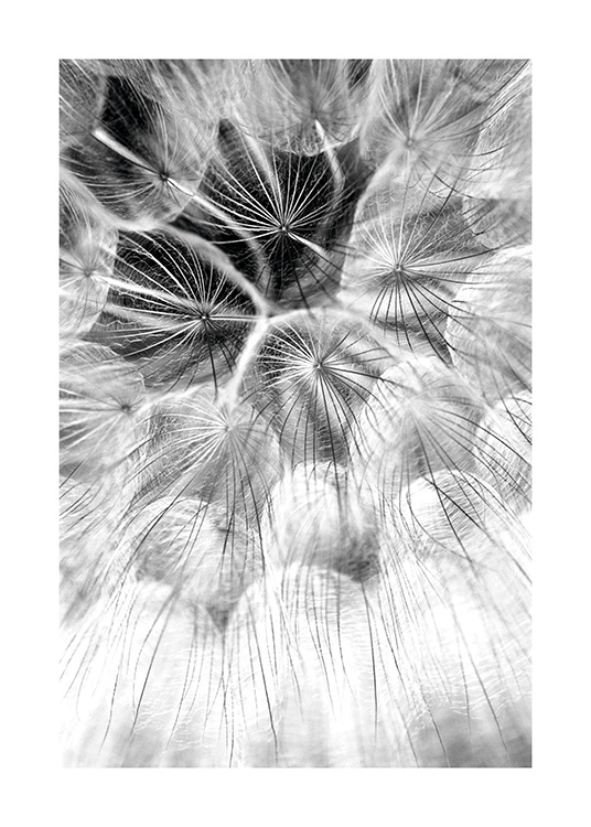 Dandelion Dreams Affiche / Noir et blanc chez Desenio AB (11179)