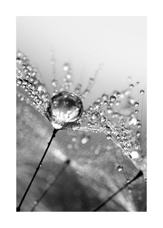 Dandelion Dew Affiche