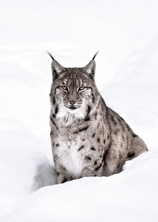 Snow Lynx Poster / Fotografien bei Desenio AB (11421)