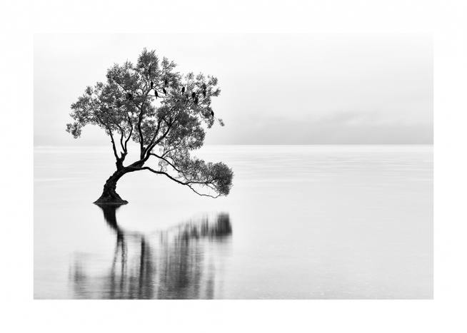 Lonely Wanaka Tree Affiche / Nature chez Desenio AB (11487)