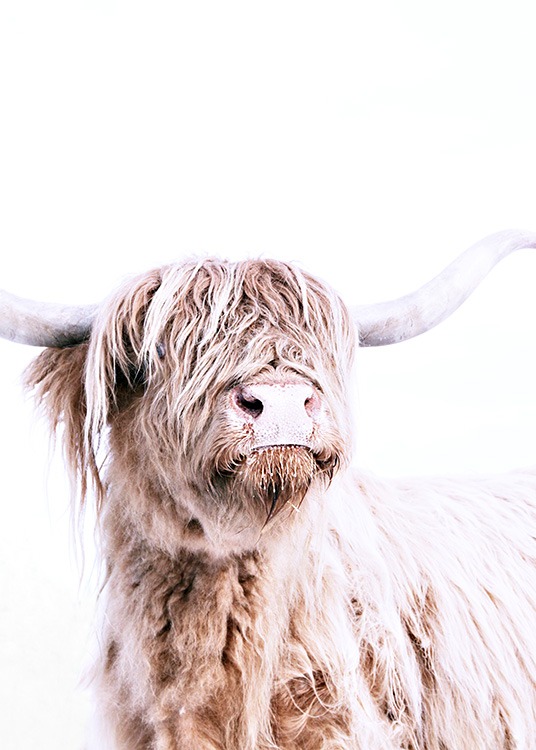 Highland Cattle Portrait Poster