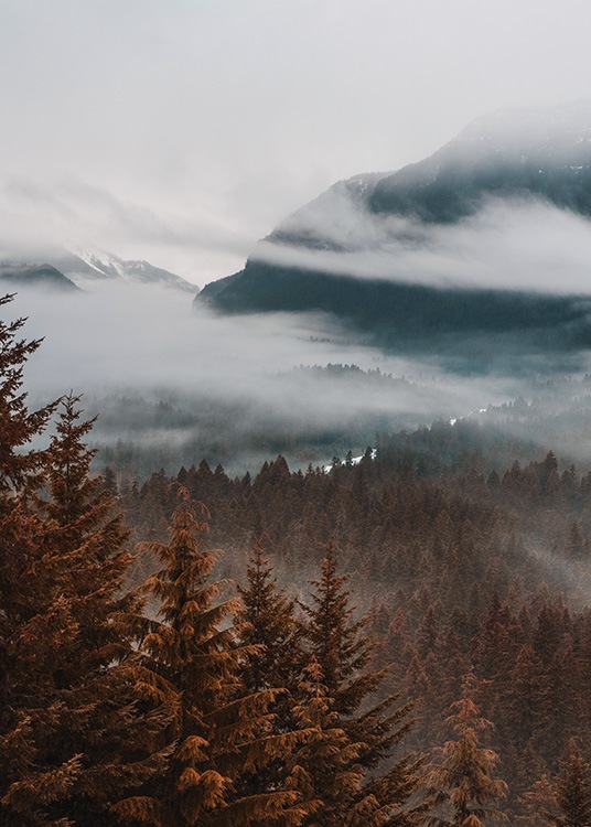 – Fotografie des Herbstwaldes mit sanften Wolken in gedeckten Farben.