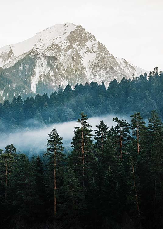 – Fotografie des Waldes vor einem Berg.