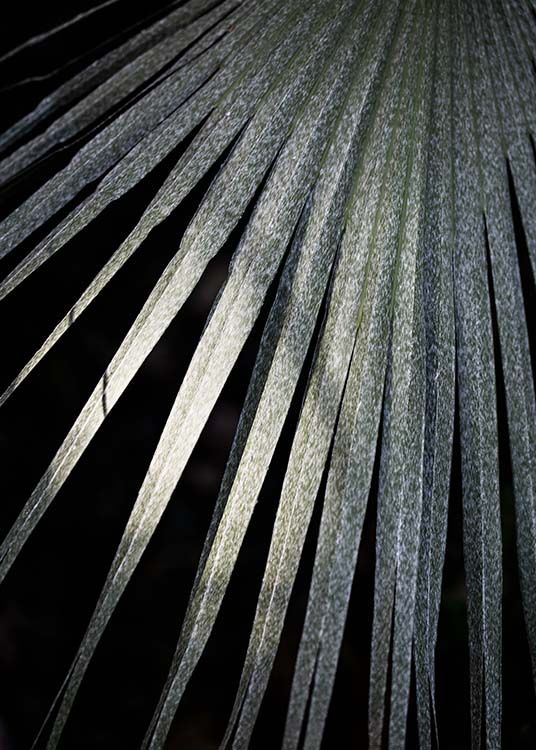 Taraw Palm Leaf Affiche / Photographie chez Desenio AB (11658)