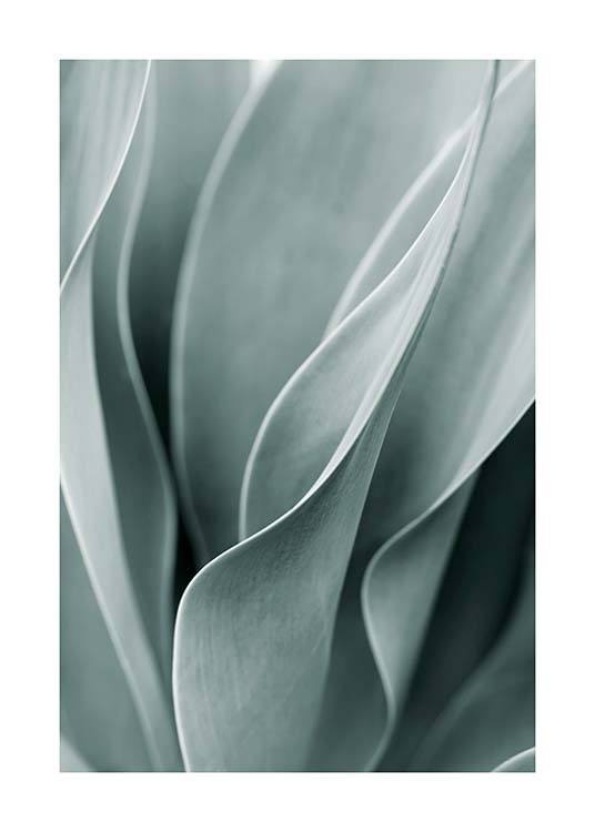  – Fotografie mit den hellgrünen Blättern einer Agavenpflanze