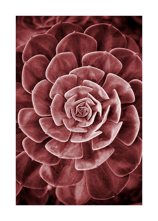 Red Succulent No2 Poster / Fotokunst bij Desenio AB (11789)