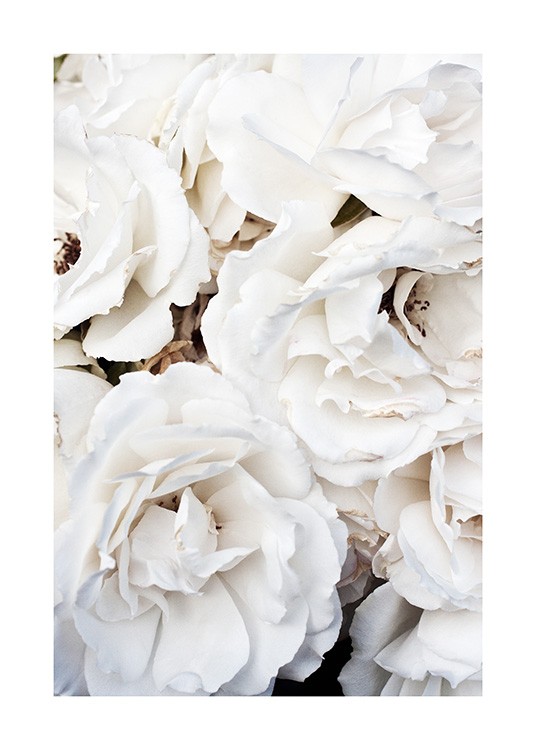  – Fotografie, die ein Meer von weißen Rosen zeigt