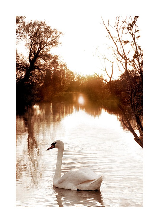 Swan on River Affiche / Photographie chez Desenio AB (11852)