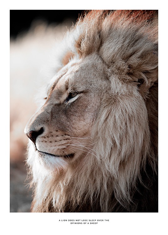 African Lion Poster / Fotografien bei Desenio AB (11857)