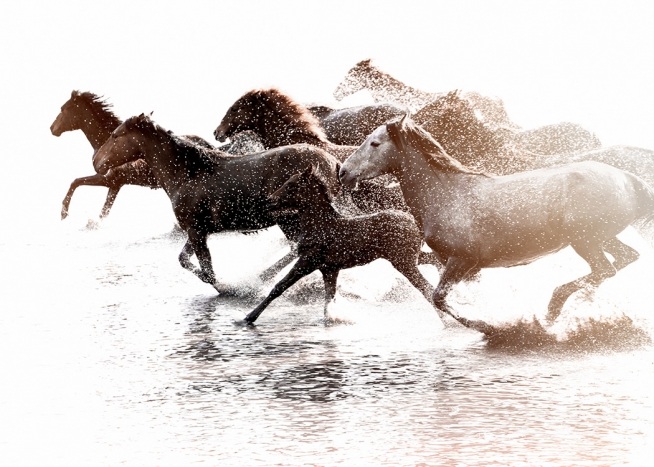 –Poster mit Pferden, die im Wasser laufen.
