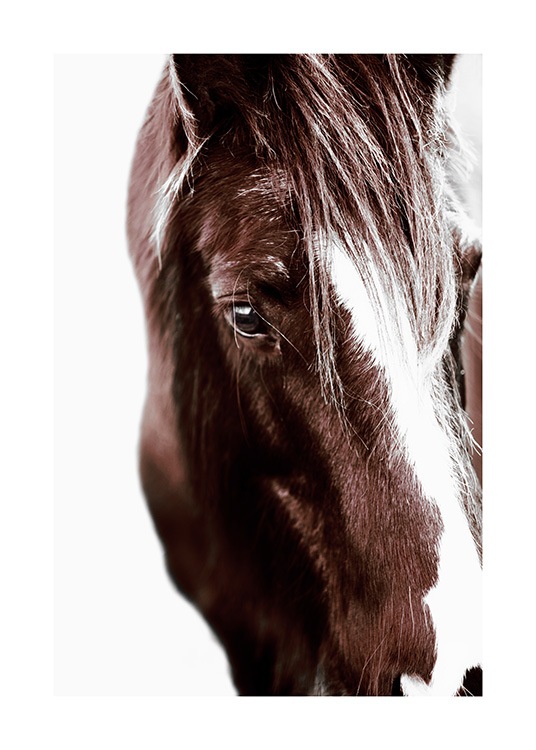Horse with Blaze Poster / Fotokunst bij Desenio AB (11863)