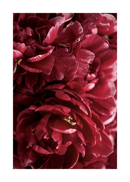 Burgundy Roses Poster / Fotokunst bij Desenio AB (12109)