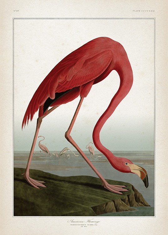 American Flamingo Poster / Vintage bij Desenio AB (12170)
