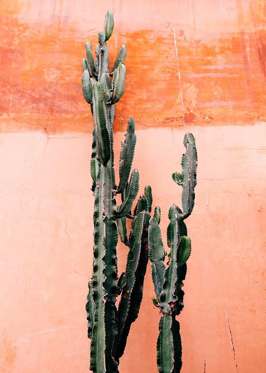 Orange Cactus Wall Affiche / Photographie chez Desenio AB (12220)