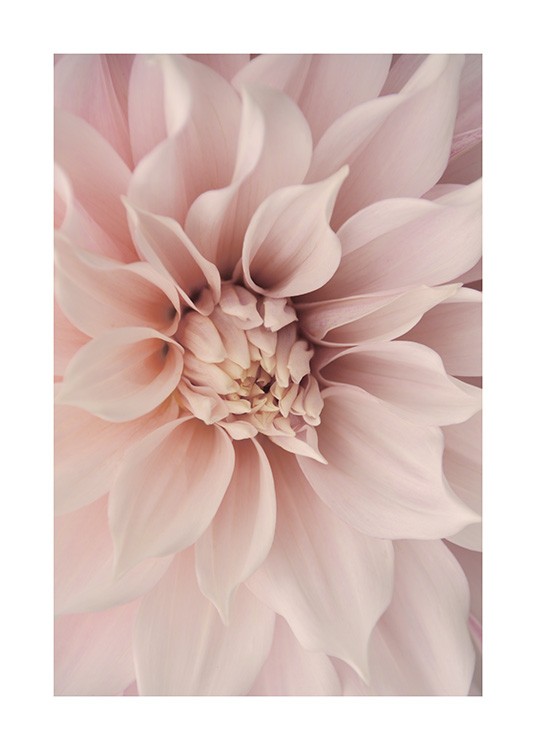 Pink Dahlia Affiche / Botanique chez Desenio AB (12261)