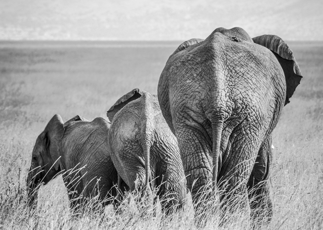Elephant Family Poster / Schwarz-Weiß bei Desenio AB (12305)