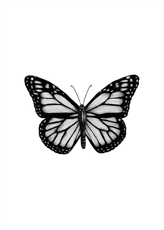 Butterfly Drawing Poster