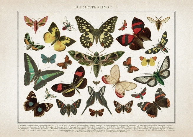 Vintage Butterflies No1 Affiche / Vintage chez Desenio AB (12553)