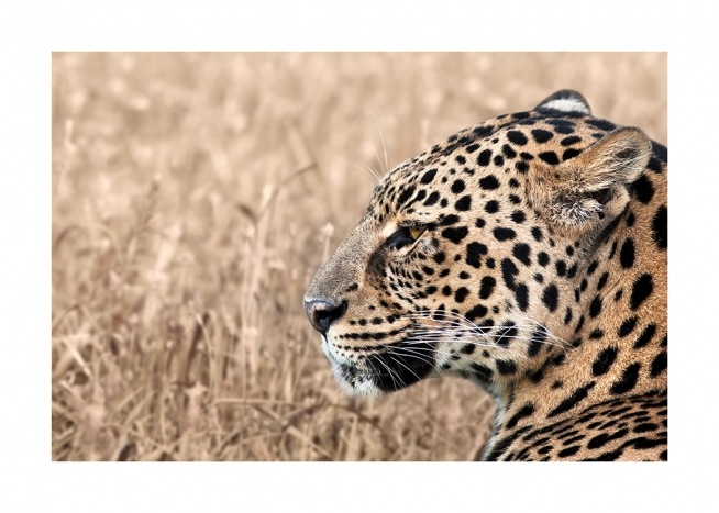 Persian Leopard Poster / Fotografien bei Desenio AB (12575)