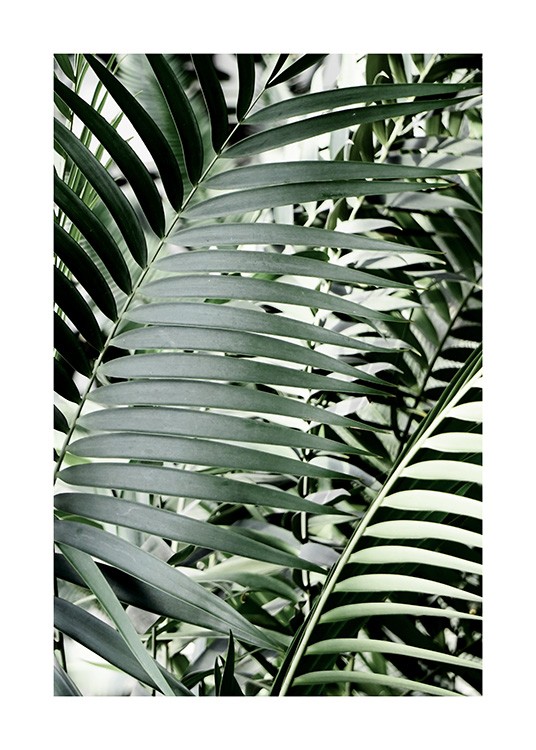Green Palms Poster