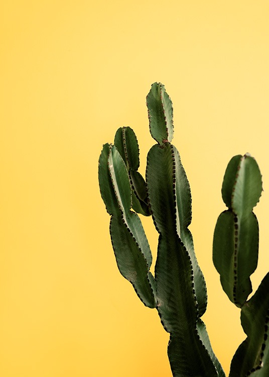 Yellow Cactus Poster