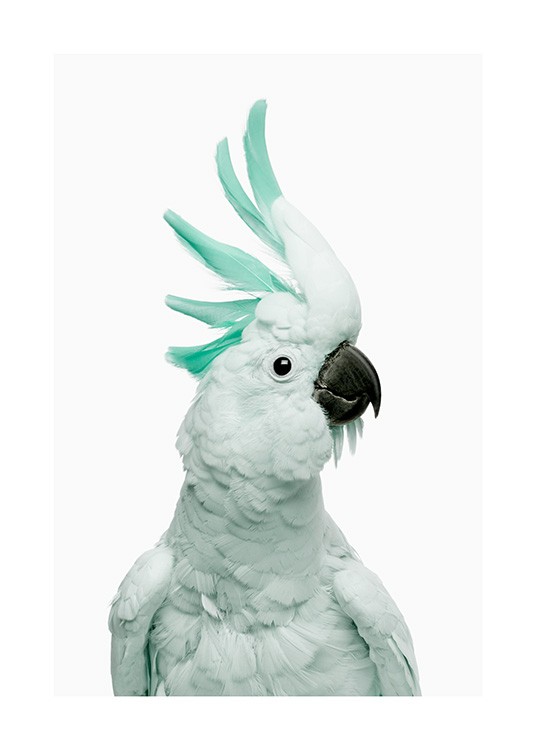 Mint Cockatoo Poster
