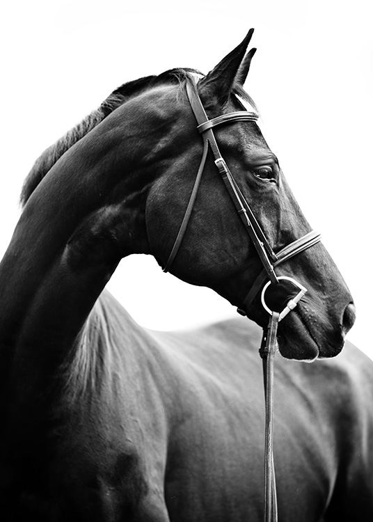 Portrait of Horse Affiche