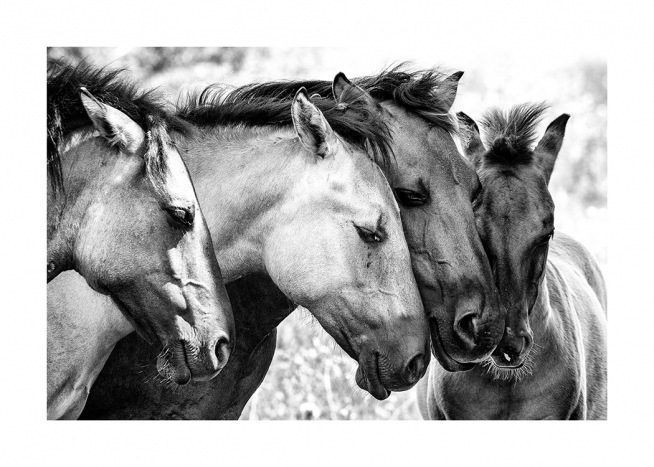 Four Horses Affiche