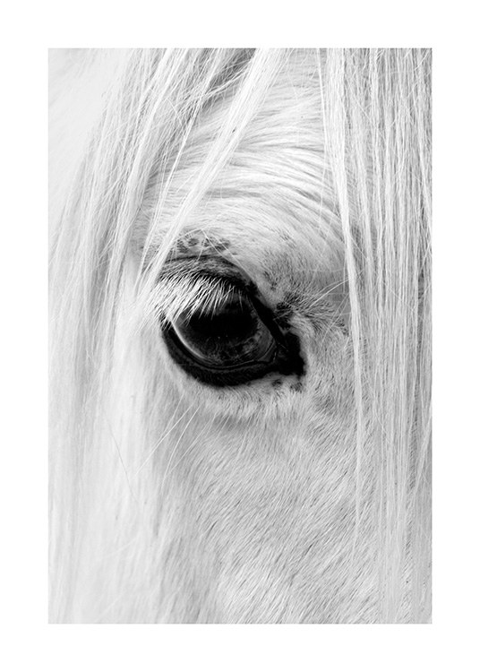 Horse Eye Affiche