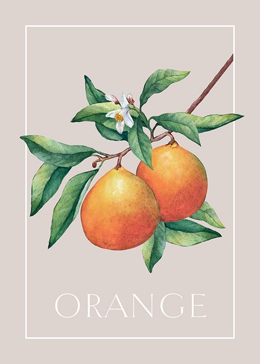 Vintage Oranges Poster
