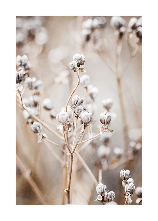  – Close-up van kleine ronde bloemen in wit met een wazige achtergrond
