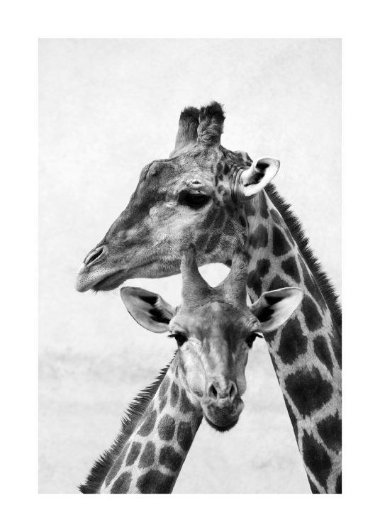  - Photographie en noir et blanc d’une maman girafe et de son girafon appuyant leurs têtes l'un contre l'autre