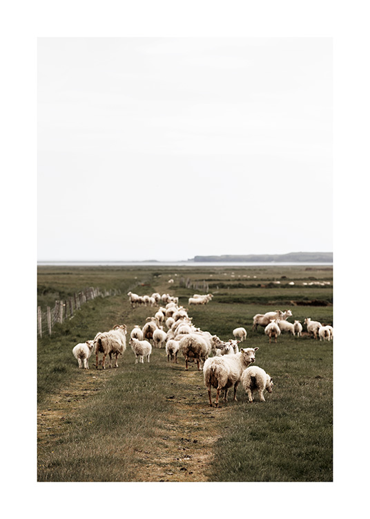  - Photographie d'un grand troupeau de moutons marchant dans un paysage vert en Islande