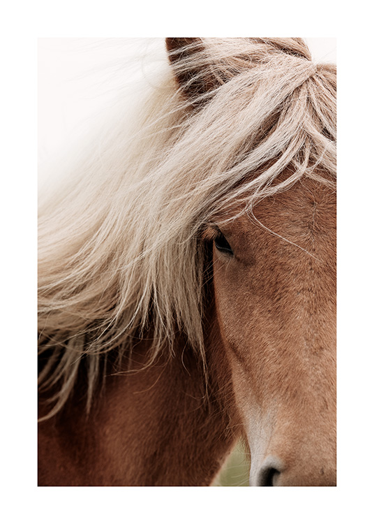 Chestnut Horse Affiche