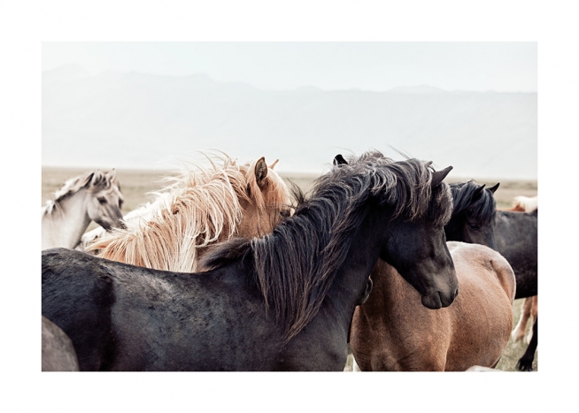 Horse Herd Affiche