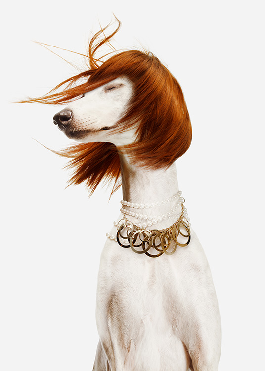  - Photograhie d'un chien blanc qui porte une perruque rousse. Il a autour du cou un collier à perles et en or. Le fond est de couleur claire