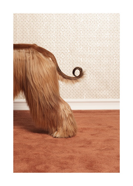 Afghan Hound Affiche