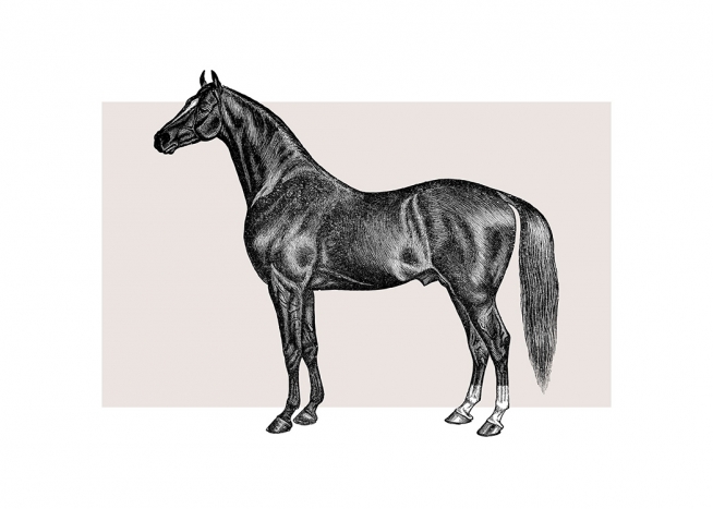 Vintage Horse Affiche
