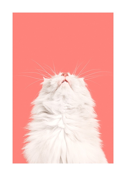 Fluffy Cat Affiche
