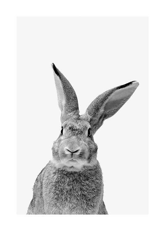 Black and White Rabbit Affiche