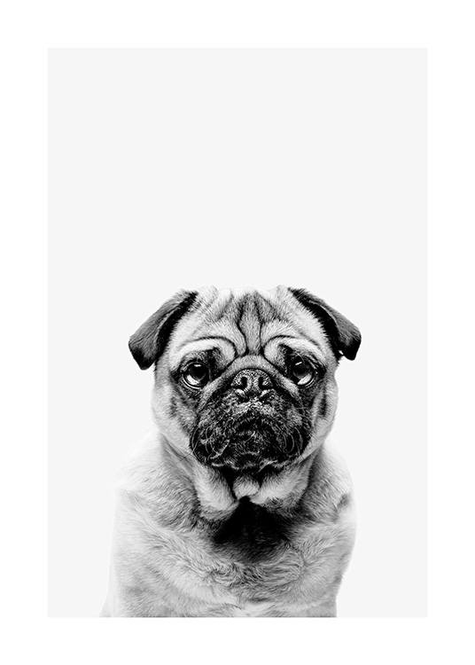 Black and White Pug Affiche