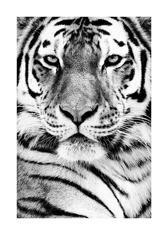 Tiger Portrait Poster