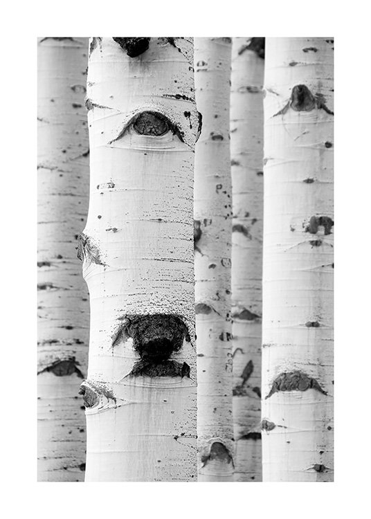  – Photographie en noir et blanc d’un groupe de bouleaux