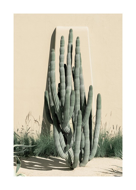  – Photographie de deux grands cactus devant un mur beige et entouré d'herbes hautes