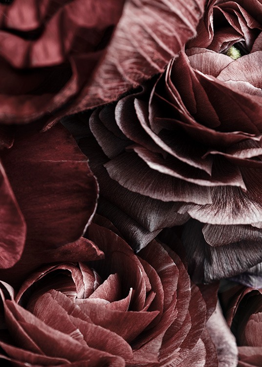  – Photographie des détails d'un bouquet d'anémones rouge foncé