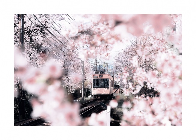  – Photographie de cerisiers en fleurs et de cerisiers entourant un tramway rose